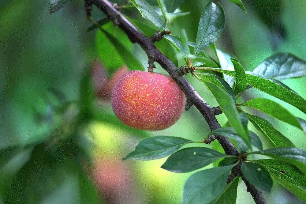 嘉兴这颗千年名果熟了 你要尝一口吗?_西施