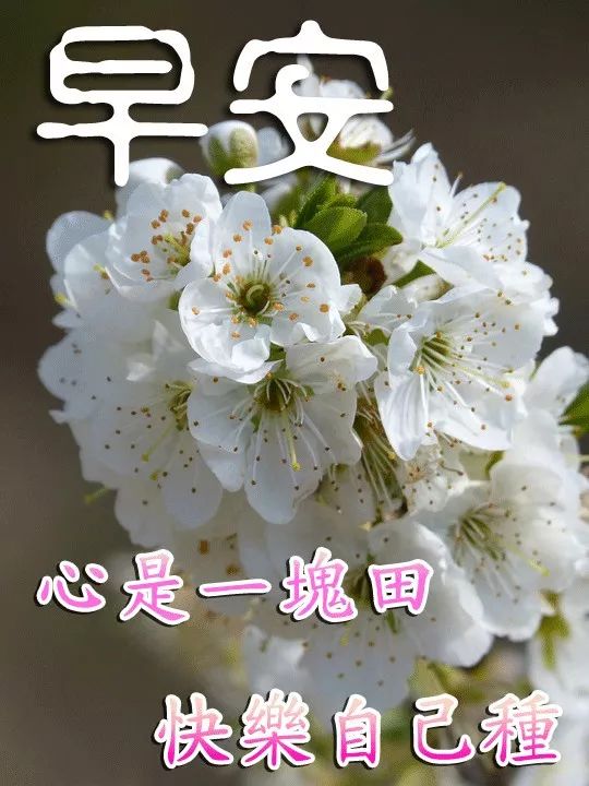 早晨问候语阳光短句 早晨图片问候表情大全