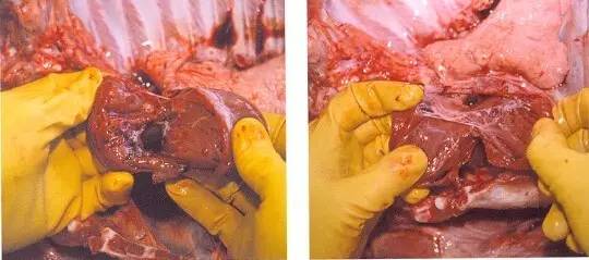 多图教你学会猪的病理解剖值得收藏