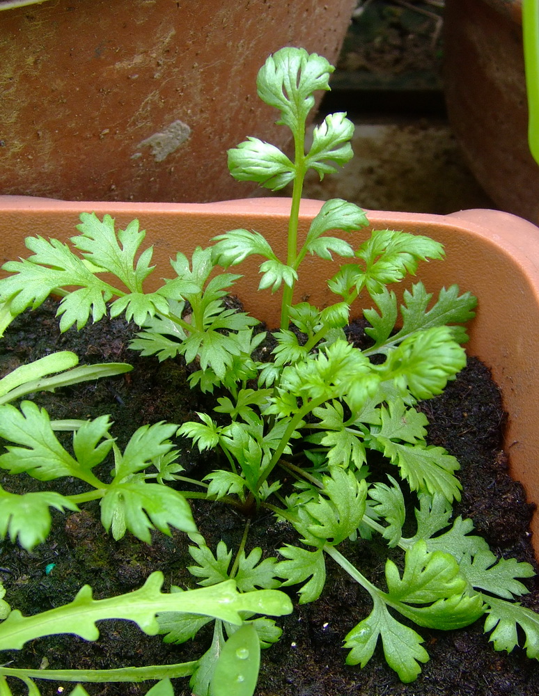 有灵巧的同学顺着除虫菊酯这一成分找到除虫菊.