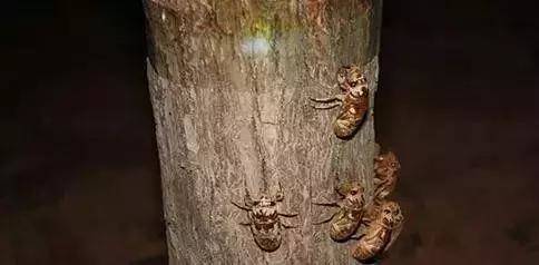 以前,在农村里摸截留龟太容易了,村后边,沟沿上,河沿上,树林子里,到处