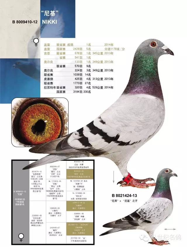 贺伯特的顶级铭鸽欣赏!