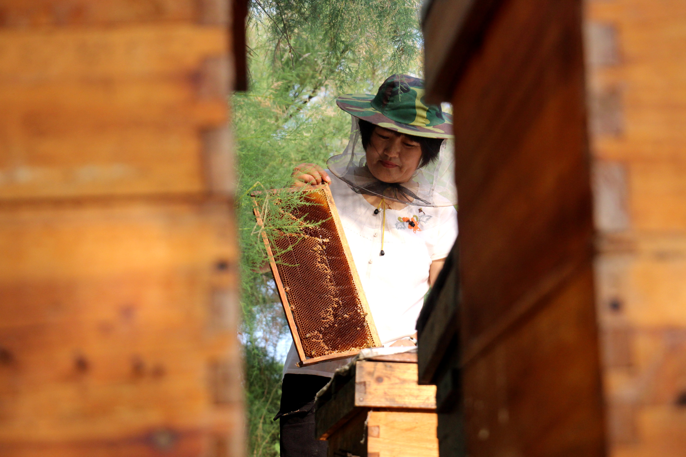 山东滨州仲夏时节采蜜忙