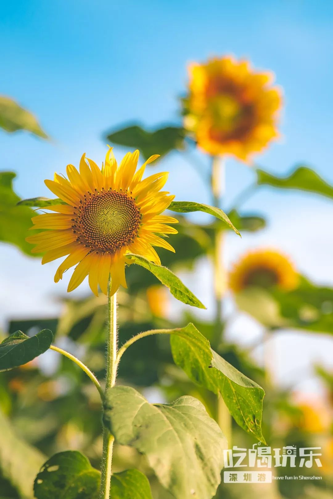 深圳最美向日葵花海来了!330000㎡免费观赏!