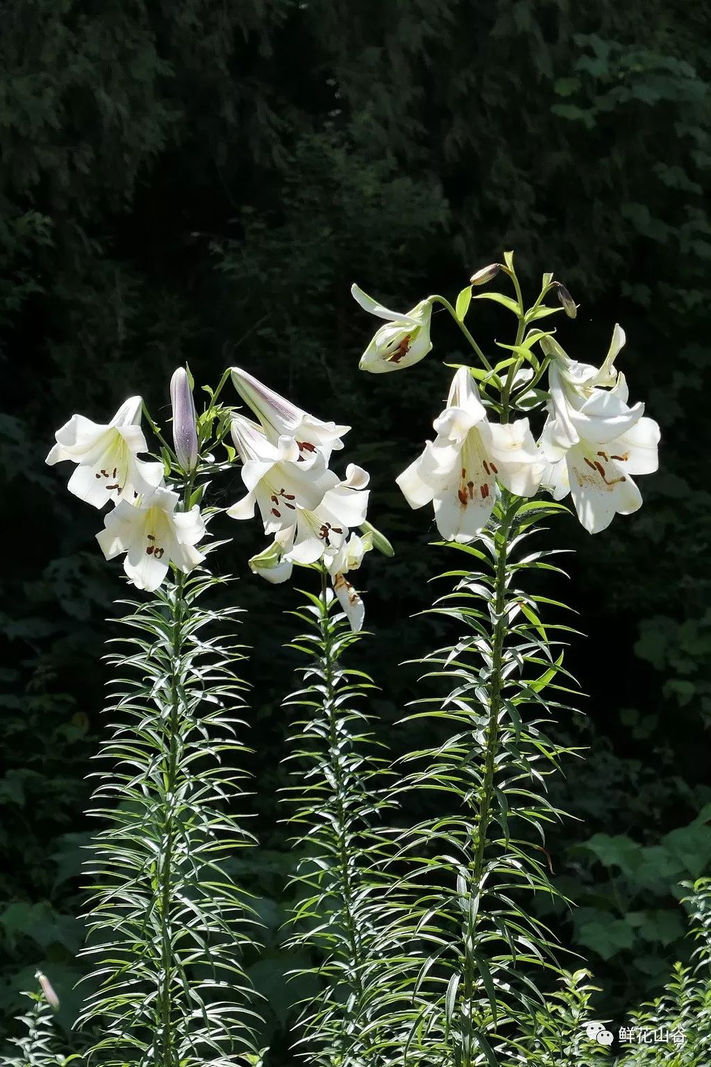鲜花山谷里正在盛开的泸定百合