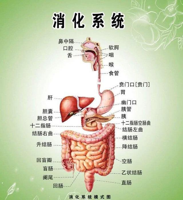 5米左右,大肠包括了结肠和直肠,结肠又可以分为升结肠,横结肠,降结肠