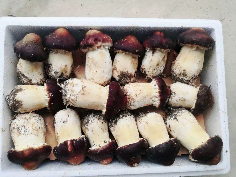 物美价廉还包邮哦!