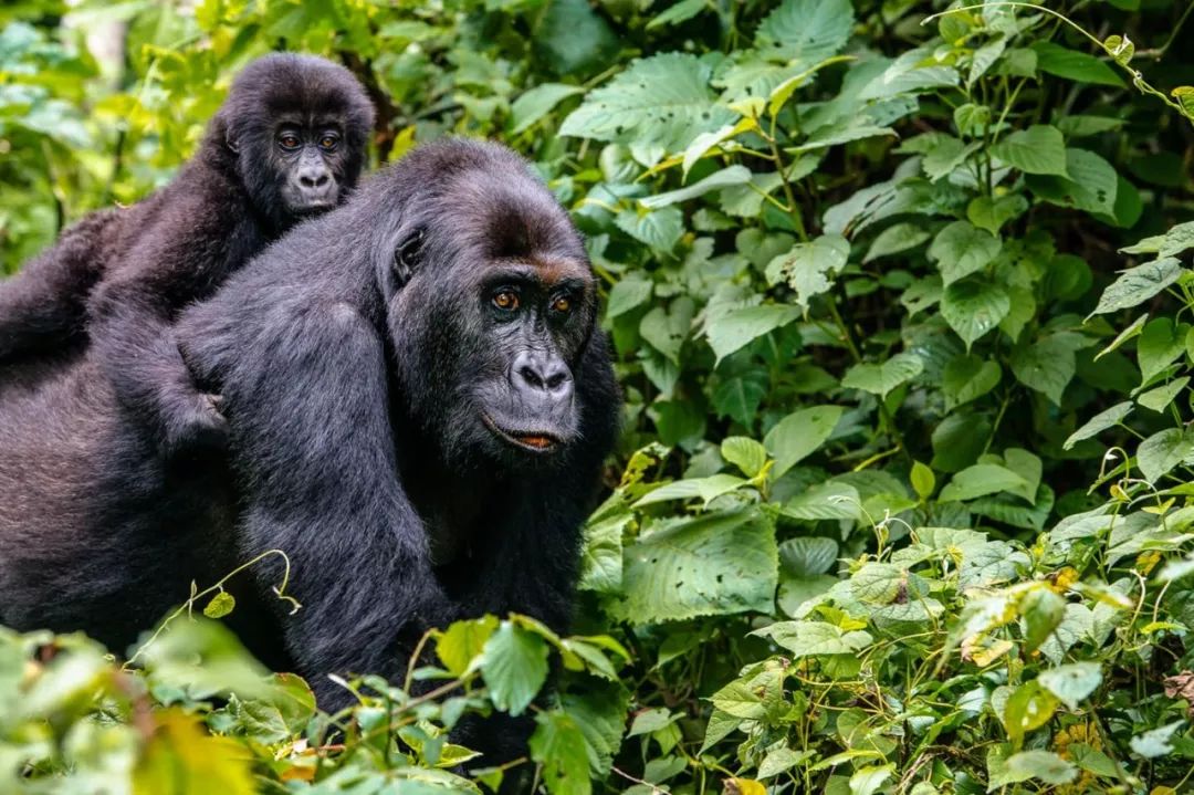 1,追逐山地大猩猩 trek to the mountain gorillas