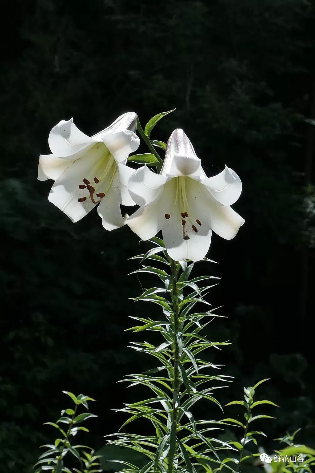 鲜花山谷里正在盛开的泸定百合