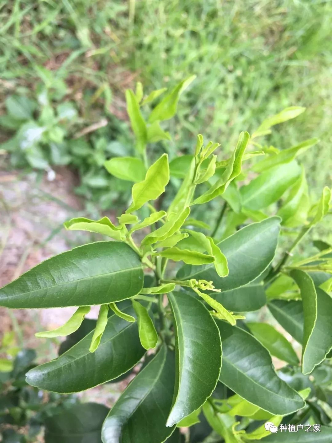 柑橘缺铜图片