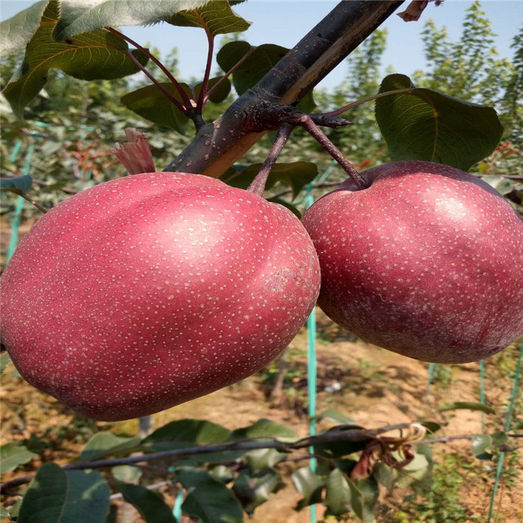 奥红一号红梨适应海拔是多少米