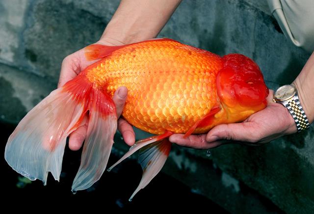 体型最大的金鱼品种图片