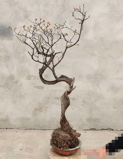 原创欣赏国内大师盆景作品盆景是大自然中取之不尽用之不竭的素材