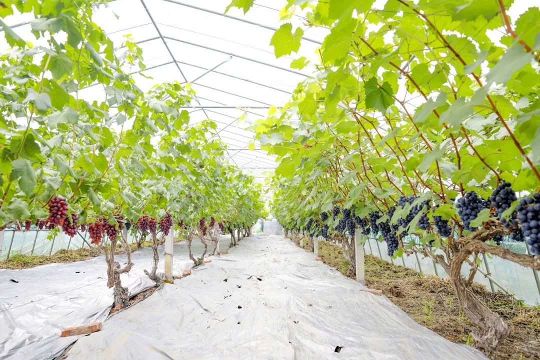 【周末去采摘?】,第一批施泉葡萄已"晒黑",欢迎来采摘