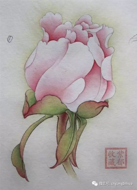 牡丹花苞画法紫郁绘制