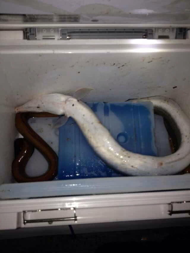 夜钓海鳗,尖嘴利牙,能一下子把人的手指咬下来_鳗鱼