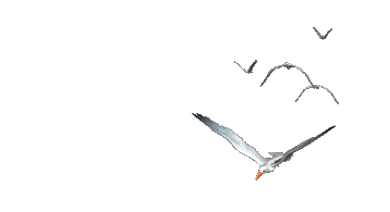 358_195gif 动态图 动图