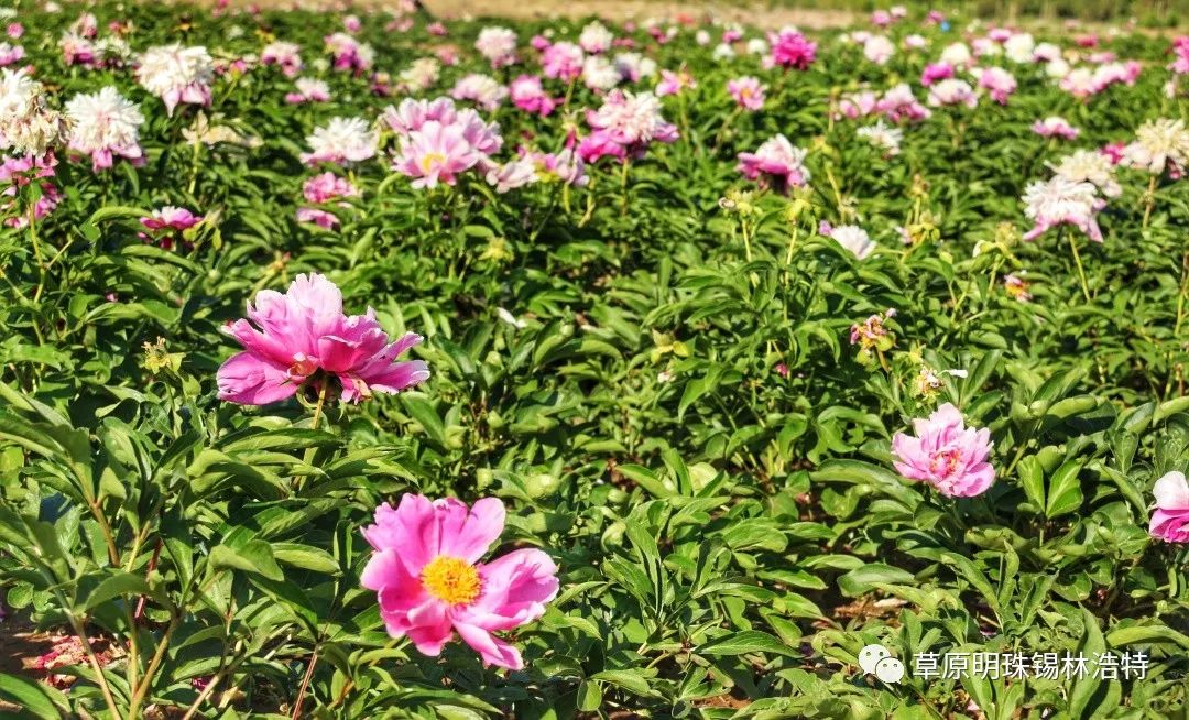 芍药开花季节图片