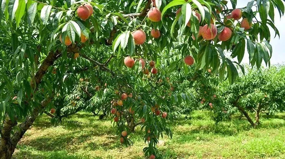 苏州水蜜桃,真甜!_种植