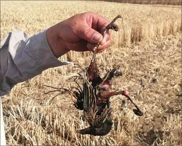 1只小鸟触电身亡!可把沛县200多户村民害苦了.