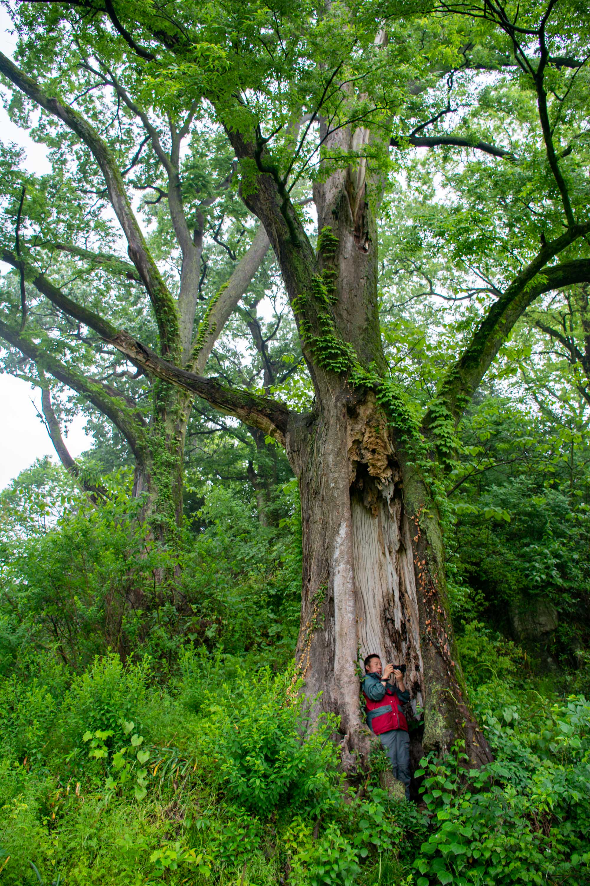 1个县16个乡镇拥有百年以上古树8086株,被誉为中原"古树王国"