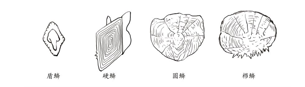 鳞片可以分为盾鳞,硬鳞,圆鳞,栉