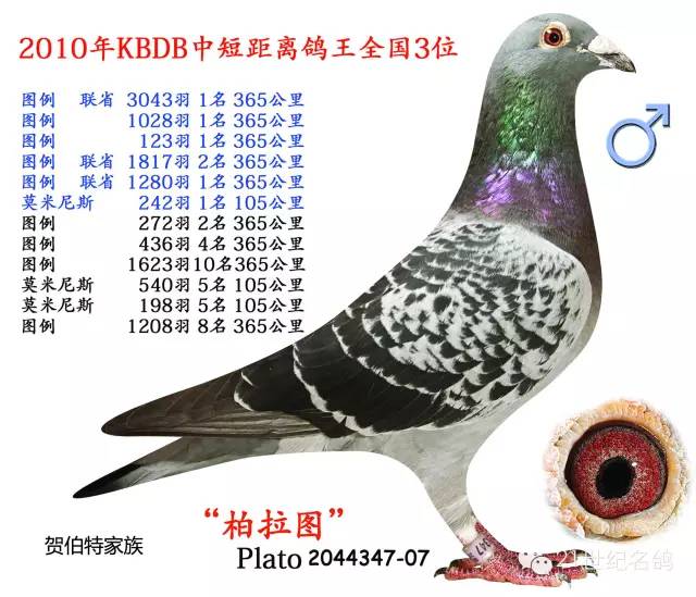贺伯特的顶级铭鸽欣赏