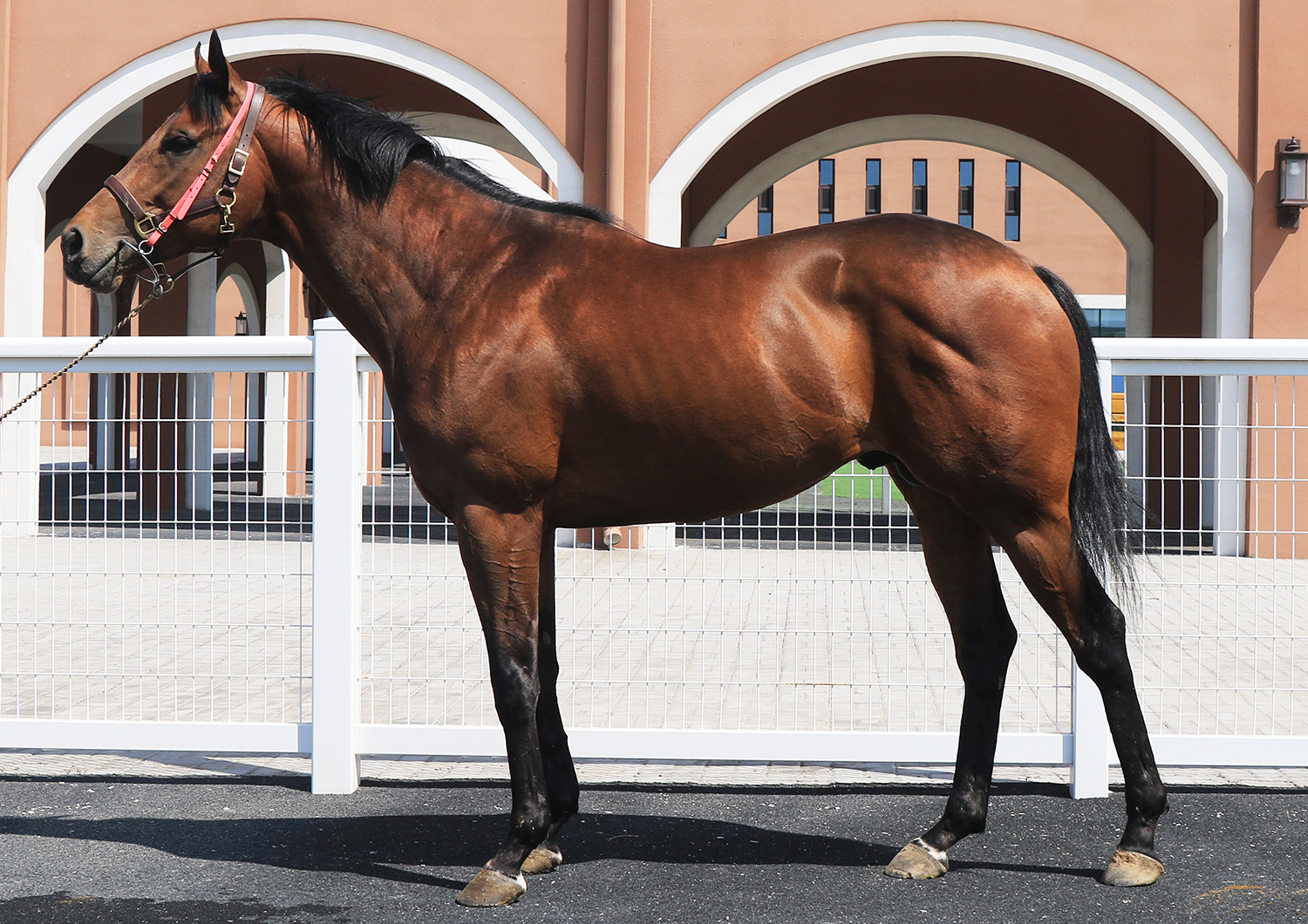 第五期玉龙马匹网络拍卖会开启年中好马优选季