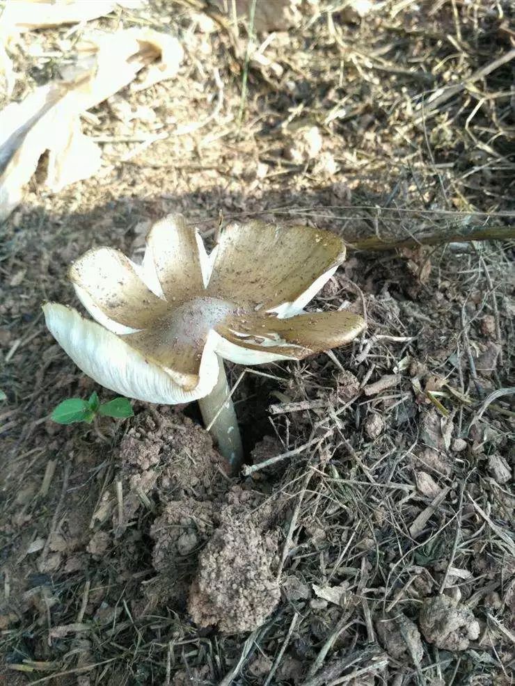 安岳人注意,采"伞把菇"一定不要认错!已经有人进了医院!_龙台镇