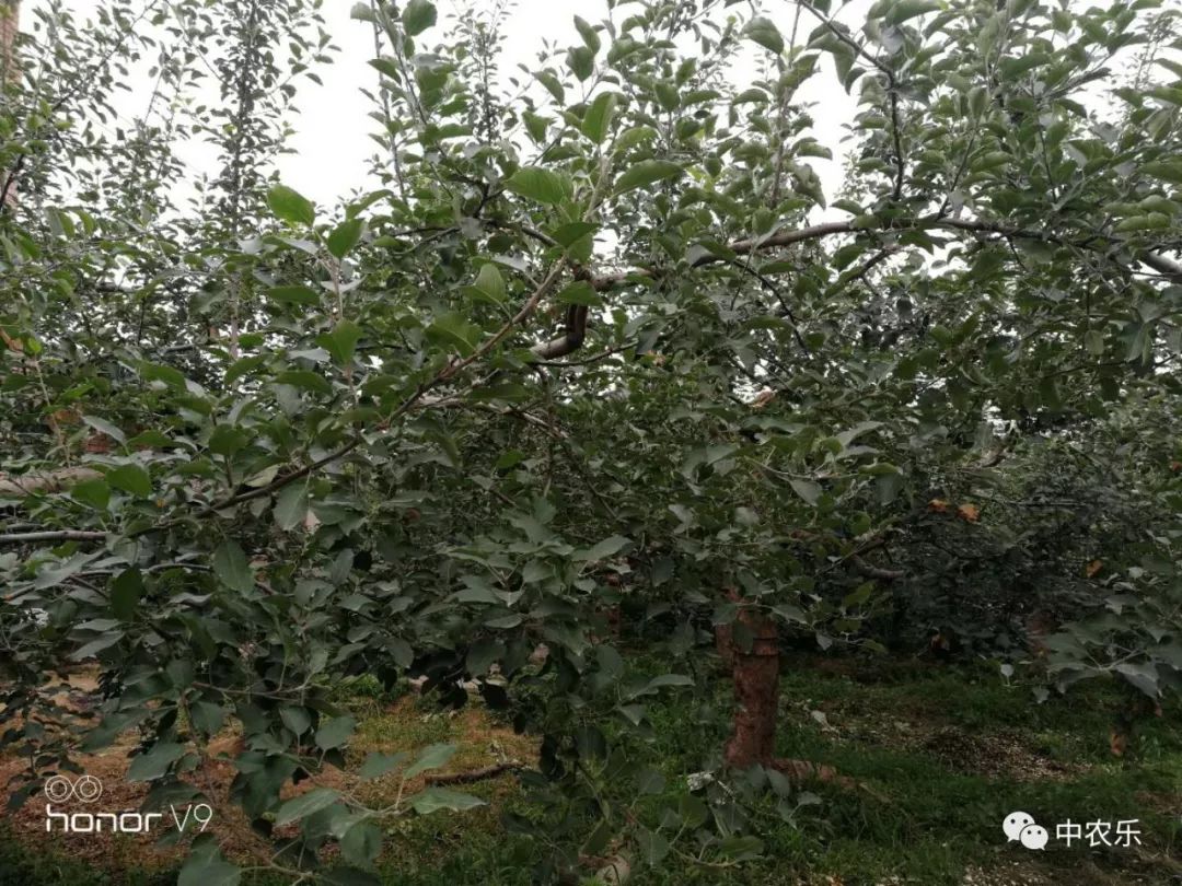 果树上秋梢多而长,到底是谁惹的祸?