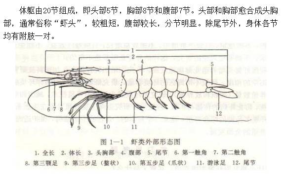 河虾的结构图片