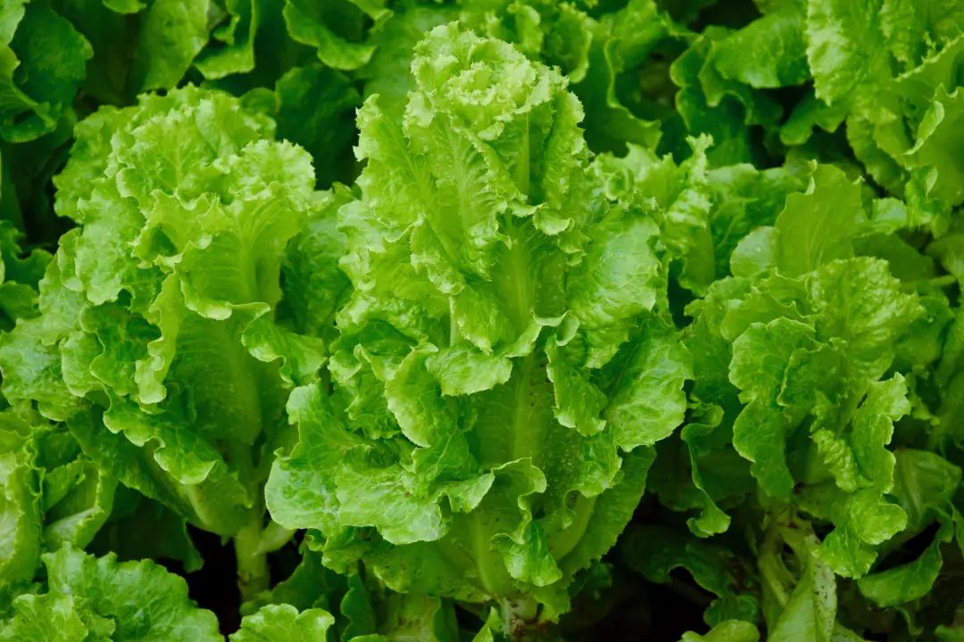 这群宜宾人,竟然正大光明的跑到别人菜地里"偷菜"近万斤!