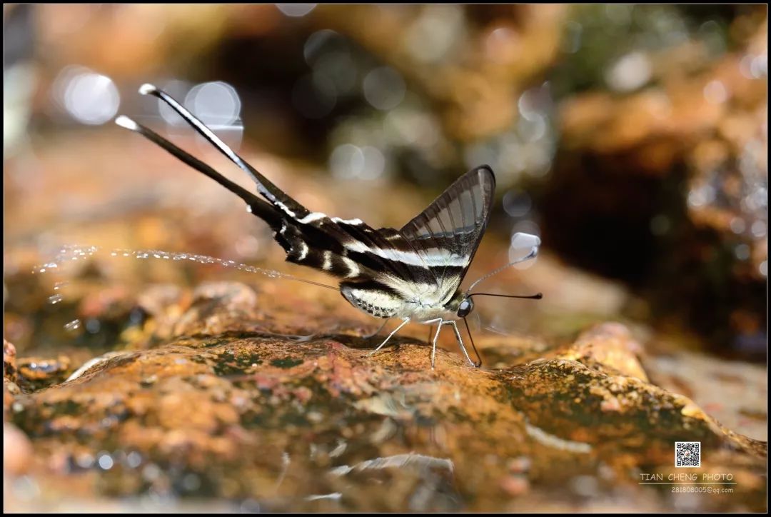 《燕尾凤蝶》《泛舟碧波》《夫唱妇随》《探》《三角恋》《爱的舞蹈》