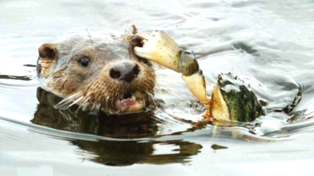 食人鱼的天敌之一被巨獭当辣条啃食
