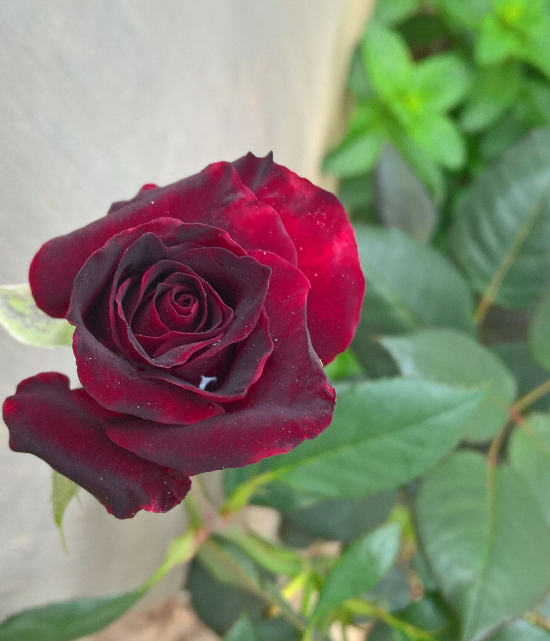 玫瑰花在花期能施肥吗玫瑰花全年施肥特点