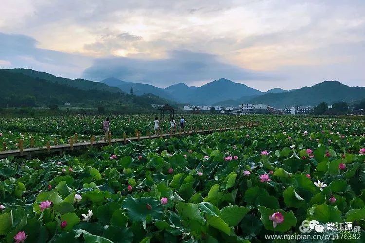 莲乡荷花艳荷香游人醉