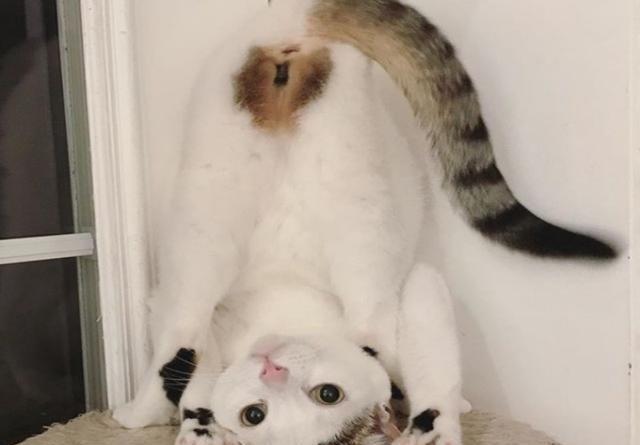 猫咪总对着主人倒立仔细一看却发现爱心原来是在向主人表白