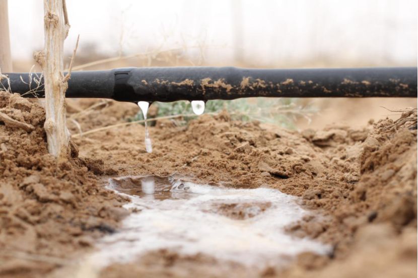 沙漠种枸杞,最困难的就是浇水,只能用滴灌技术新问题紧接着又来了.