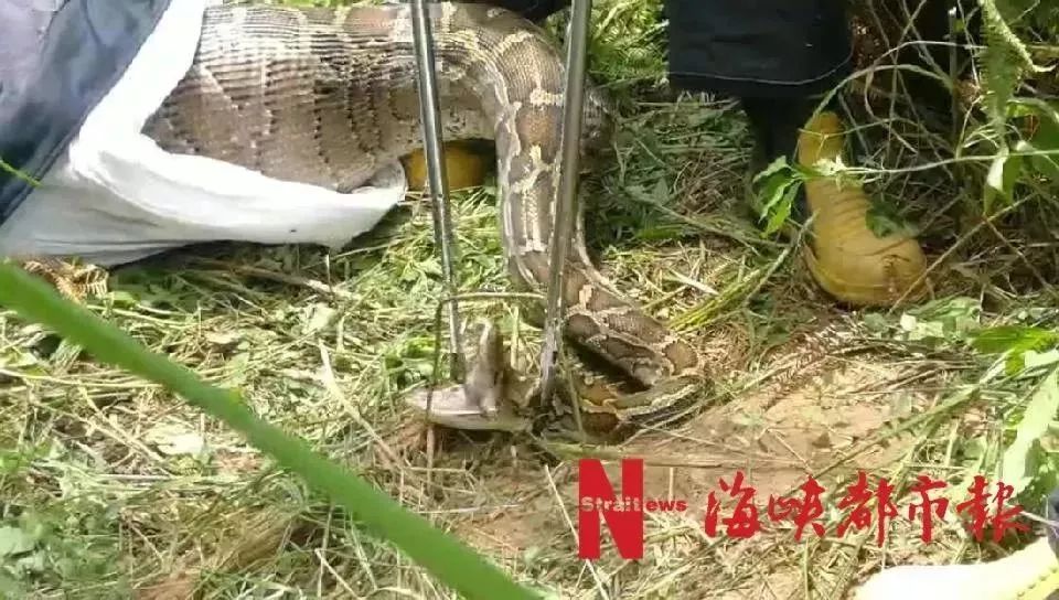 视频这蟒蛇胃口太大了吧吞下整只牛孩子眼球破裂需缝合交警看到后这么