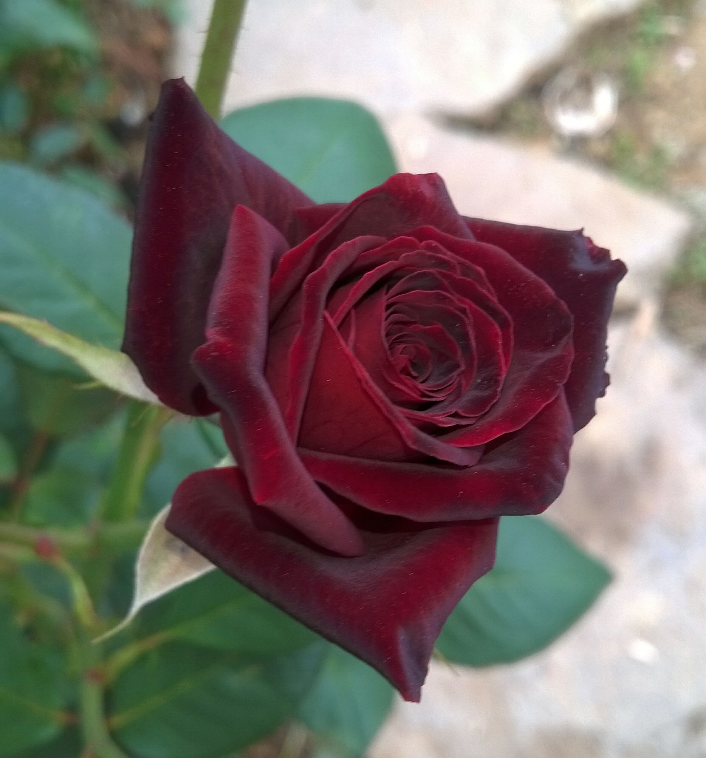 玫瑰花的特点和外貌(玫瑰花的特点和外貌的作文三年级)