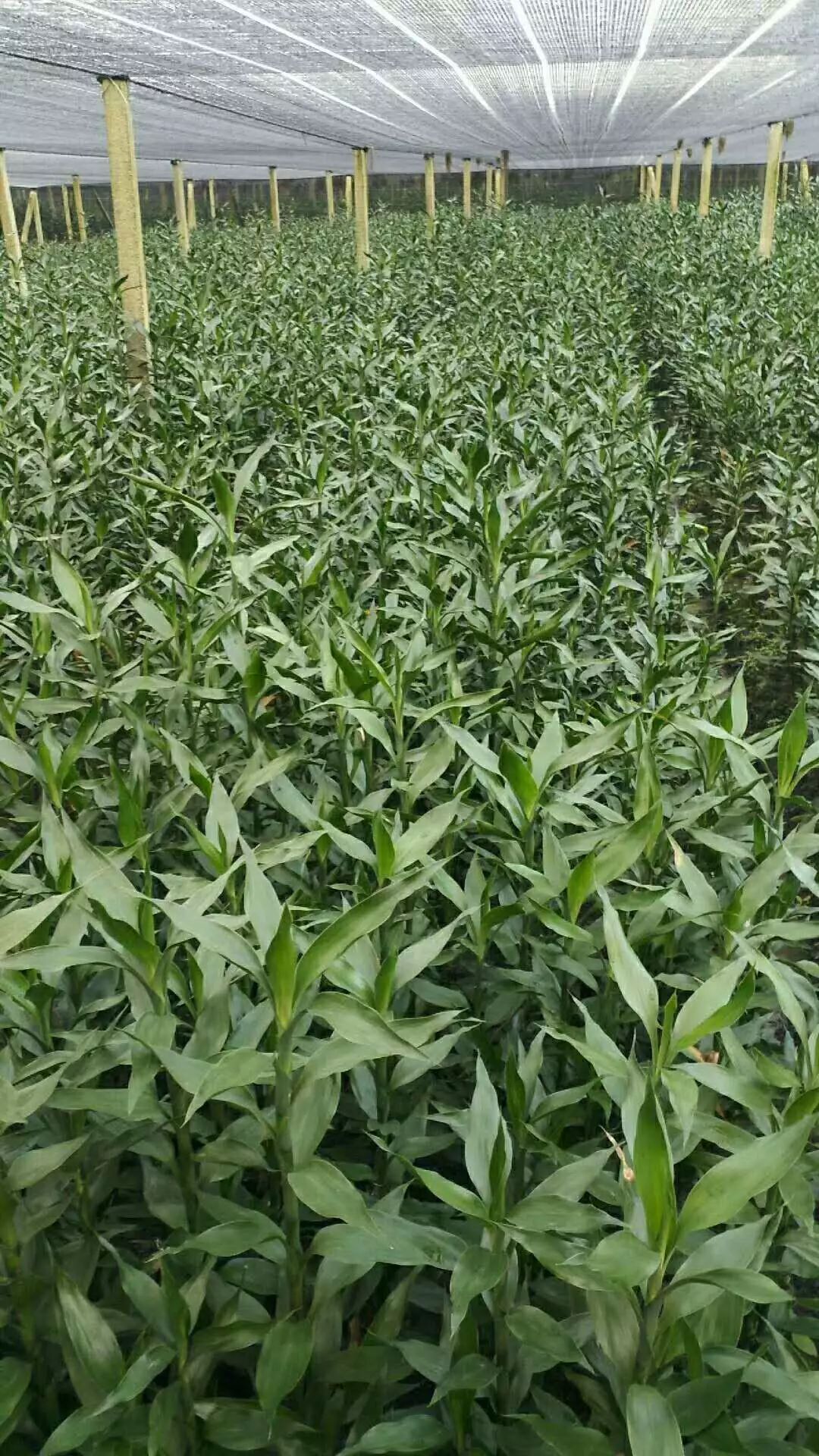 基地富贵竹批发