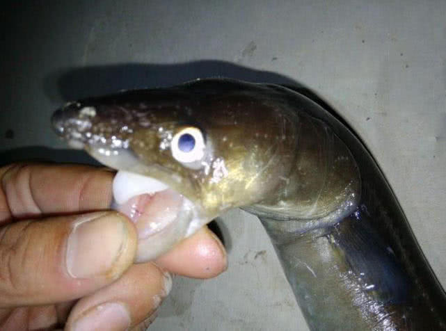 夜钓海鳗,尖嘴利牙,能一下子把人的手指咬下来_鳗鱼