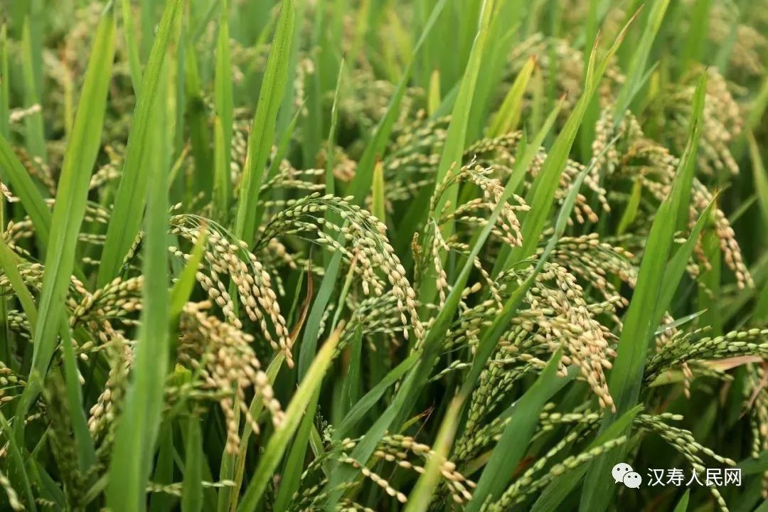 今日夏至——故乡的早稻黄了 那些年我们一起走过的双抢