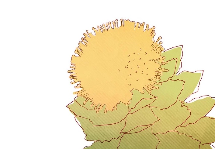 如何用药草提高记忆力