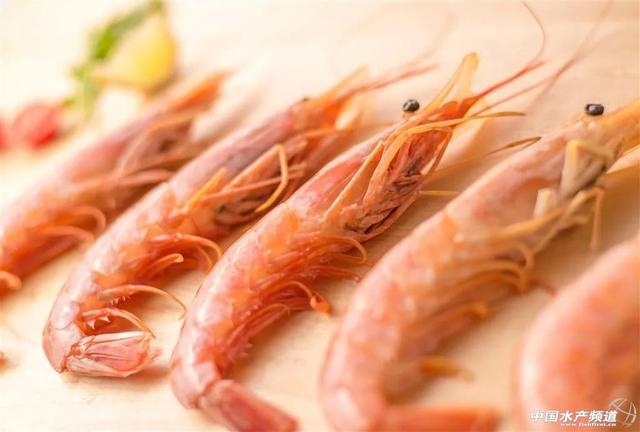 开捕季初阿根廷红虾价遇十年来最低