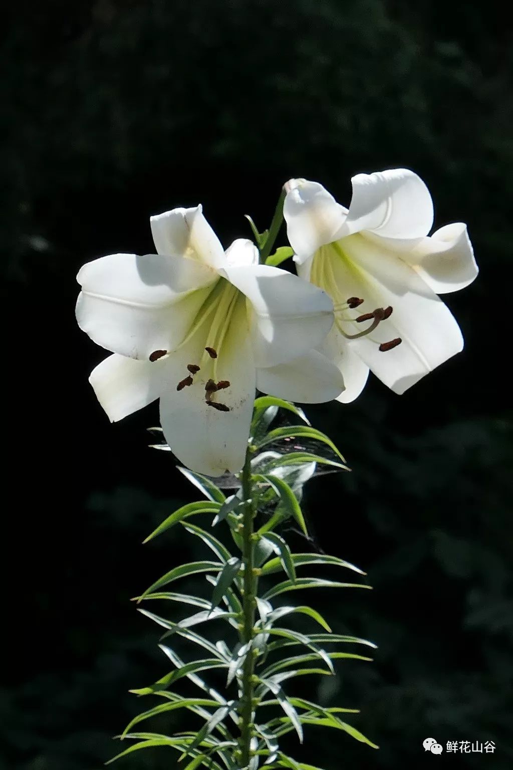 鲜花山谷里正在盛开的泸定百合