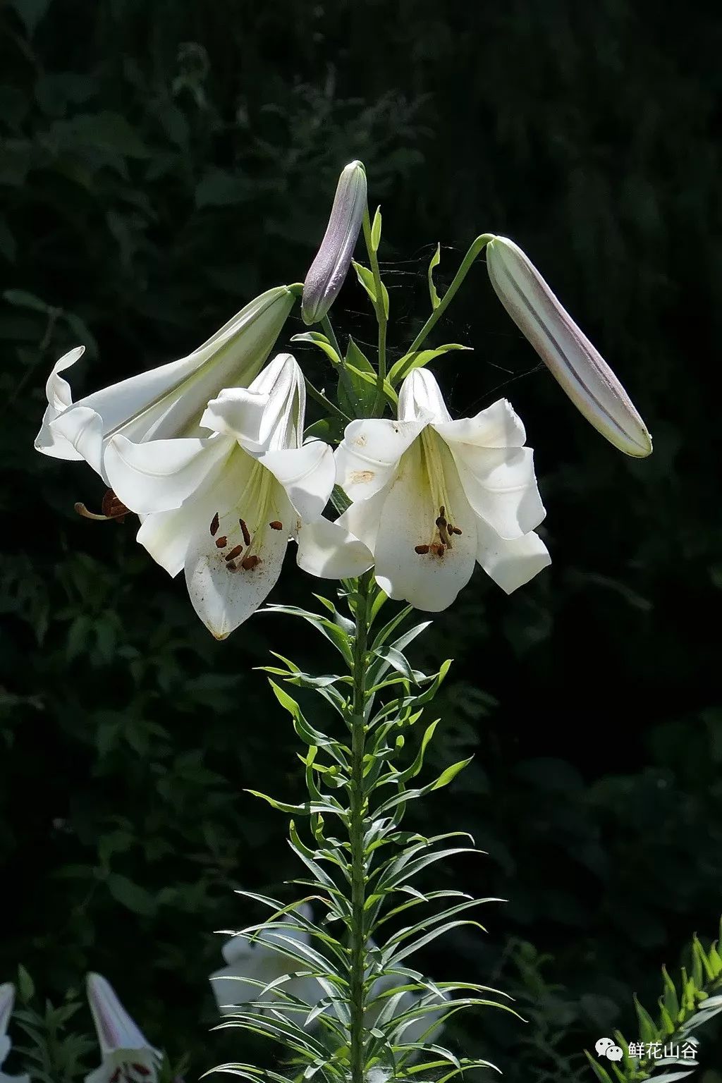 鲜花山谷里正在盛开的泸定百合