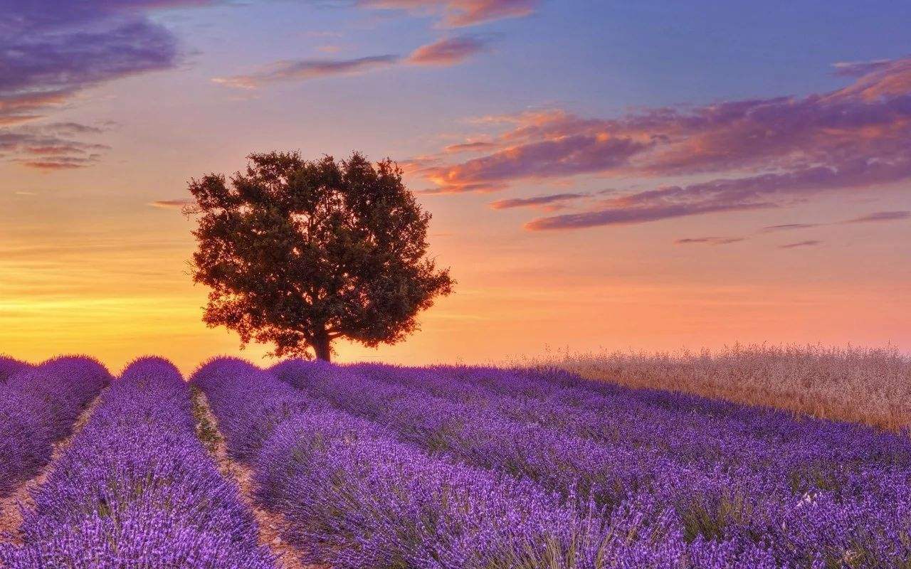 原创伊犁的6万亩薰衣草花海开放了,规模庞大,随便一拍都是大片