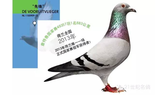 贺伯特的顶级铭鸽欣赏