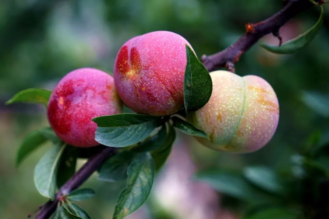 嘉兴这颗千年名果熟了 你要尝一口吗?_西施